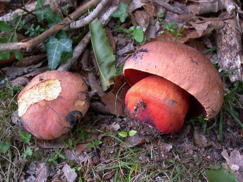 Escursione in Castagniccia - Corsica